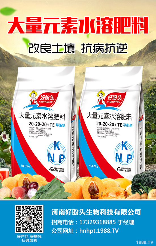 西蘭花什么時(shí)間種植?西蘭花田間如何管理?