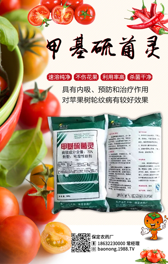 櫻桃西紅柿栽培技術(shù),櫻桃西紅柿病蟲害防治!