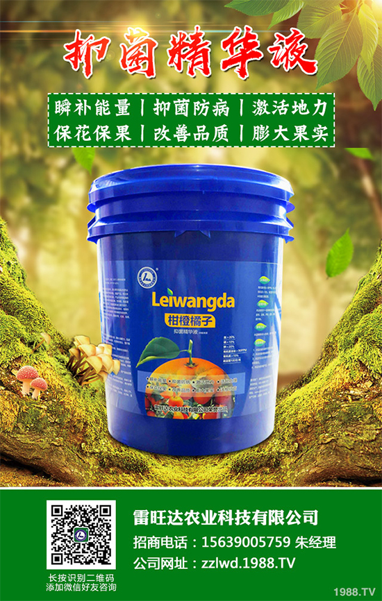 魚腥草市場(chǎng)價(jià)格多少錢一斤？2020年魚腥草的種植效益分析