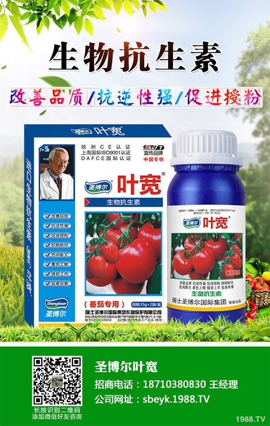 大棚薄皮甜瓜該如何栽培？薄皮甜瓜高產栽培技術