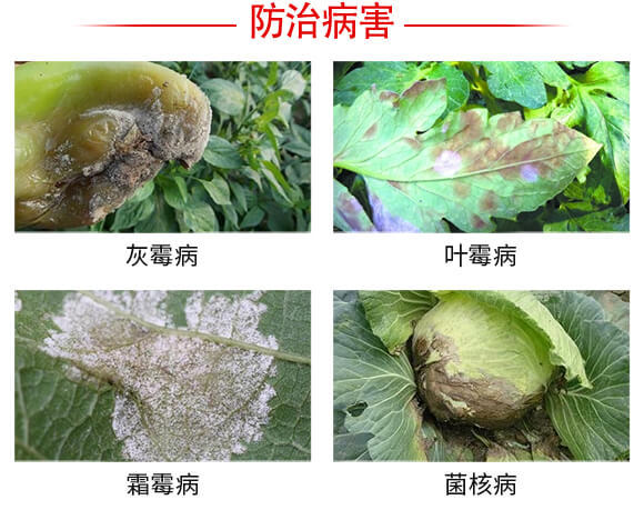 灰飛霜絕-強(qiáng)農(nóng)生物_03