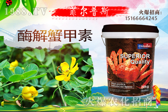 龍葵怎么種植？龍葵種植技術(shù)要點(diǎn)！