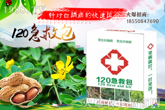 芋頭的品種有哪些？九頭芋的種植效益分析！