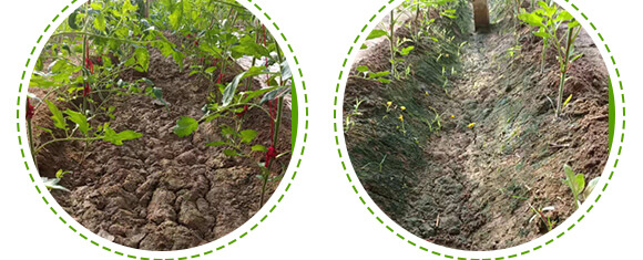 農夫稼園生物技術有限公司_08