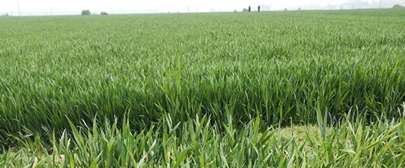 農夫稼園生物技術有限公司_15