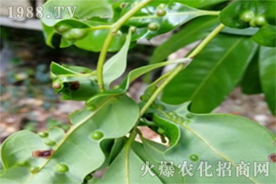 ��֦�~�`��