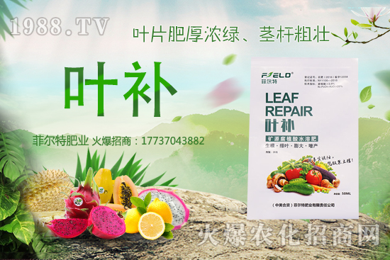 無花果種植前景怎么樣?無花果種植時(shí)間和方法!