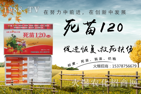 蔬菜種植不長根,緩苗慢,死苗爛根?學(xué)會這些方法,蔬菜死苗爛根都不怕!