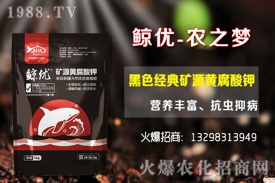 青棗的種植密度，青棗的品種選擇及種植方法！