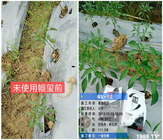 好產(chǎn)品好作用,“一璽生物”微生物菌劑“幗璽”客戶(hù)真實(shí)反饋!