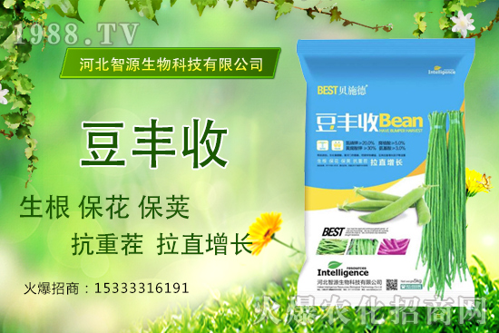用了“豆豐收”,豆角拉直增長(zhǎng)產(chǎn)量高?豆豐收有什么優(yōu)勢(shì)?