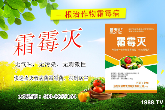 黃瓜霜霉病嚴(yán)重怎么辦,怎樣巧治黃瓜霜霉病?