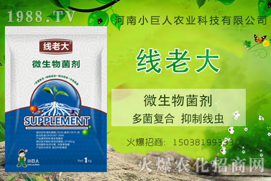 根結(jié)線蟲咋防治?根結(jié)線蟲克星-“線老大”多菌復合、抑制線蟲!