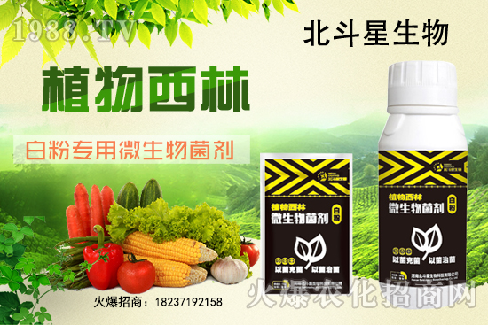 微生物菌劑為什么能防治白粉病?白粉專用微生物菌劑有什么特點(diǎn)?