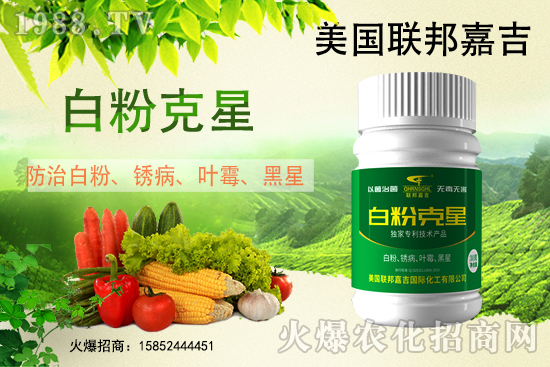 白粉病強(qiáng)勢(shì)來襲!反復(fù)發(fā)作真的治不好么?作物白粉病劑推薦!
