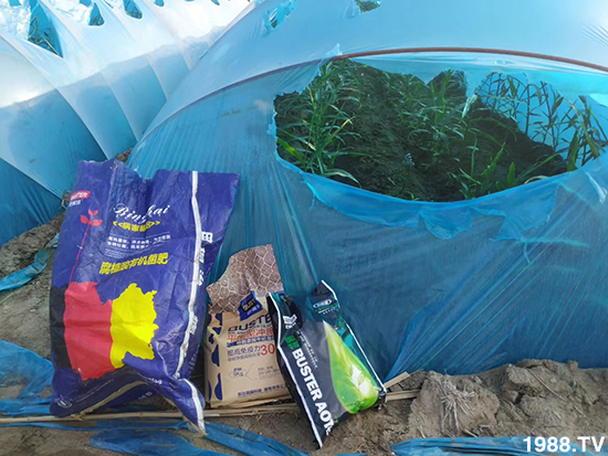 如何讓種植變得更輕松?一個(gè)套餐,全面配方,巴斯特大姜營(yíng)養(yǎng)套餐方案!