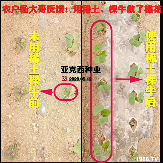 如何讓種植變得更輕松?一個(gè)套餐,全面配方,巴斯特大姜營(yíng)養(yǎng)套餐方案!