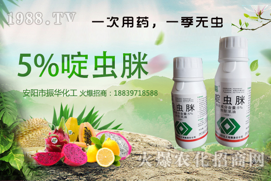 玉米蚜蟲(chóng)