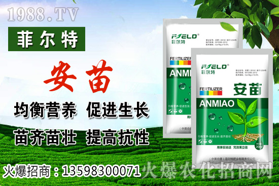 燈籠果生長對環(huán)境的要求,燈籠果種植及采收技術!