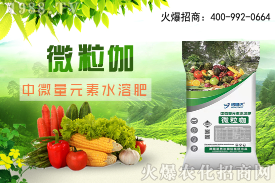 辣椒該怎么育苗，辣椒育苗時(shí)間及育苗注意要點(diǎn)！