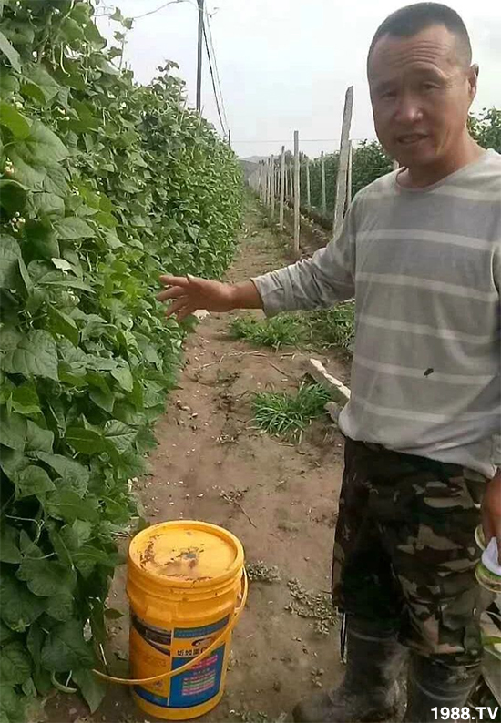 水溶肥市場大變革!?海藻精、魚蛋白將被它代替!1000多用戶鼎力推薦!