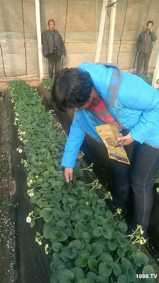 水溶肥市場大變革???海藻精、魚蛋白將被它代替!1000多用戶鼎力推薦!