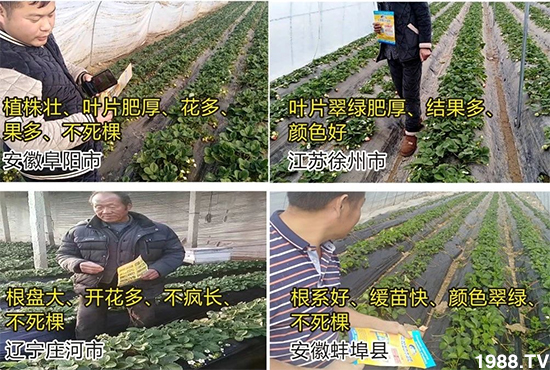 水溶肥市場大變革!?海藻精、魚蛋白將被它代替!1000多用戶鼎力推薦!