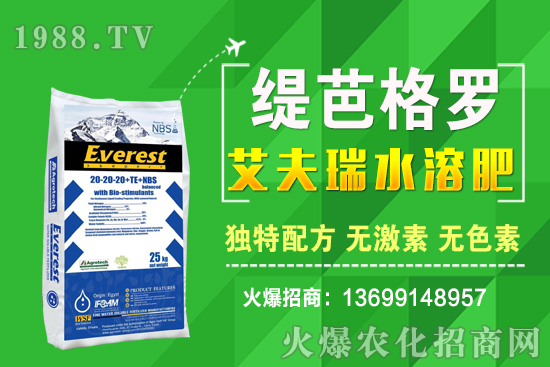 小麥價格漲了!十月小麥行情預測!