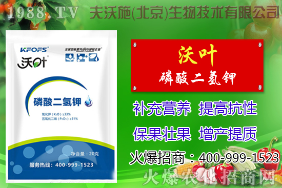 西紅柿摘葉有哪些好處,番茄摘葉技術(shù)及注意事項(xiàng)!