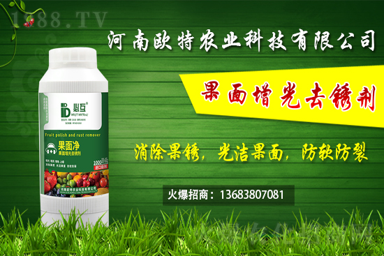 草莓施肥如何避免肥害發(fā)生？早春大棚草莓管理技術要點！