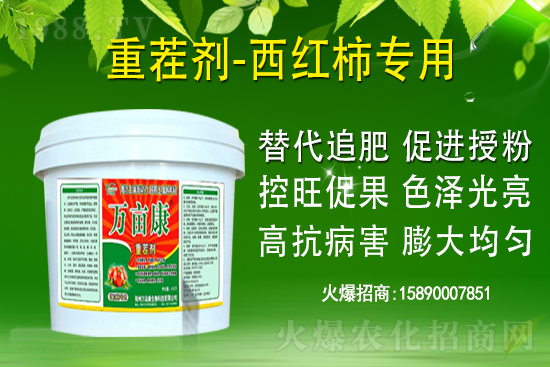 為什么果樹促梢建議用硝酸銨鈣,不建議用尿素?