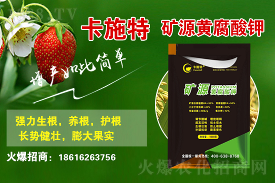 今日花生價格多少錢一斤？2021年3月19日花生價格行情