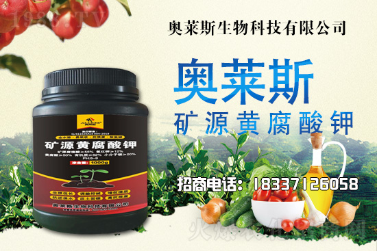 靈芝生產(chǎn)季節(jié)是什么時候?靈芝熟料段木仿生栽培技術!