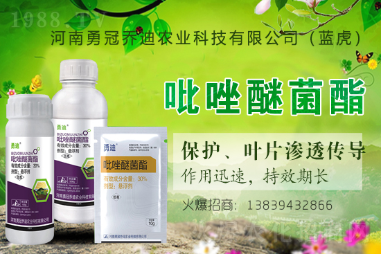 合作升級，勇冠喬迪（藍虎）再簽1988.TV，共創(chuàng)新輝煌！