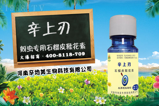 玉米蚜蟲(chóng)