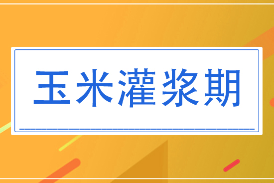 8月玉米灌漿期將怎么管理？