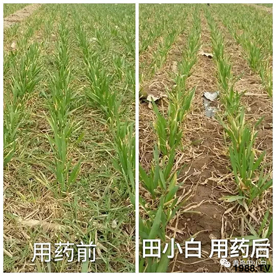 小麥雜草,節(jié)節(jié)麥泛濫成災,怎么辦?小麥除草劑怎么選