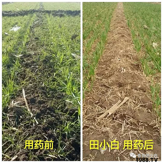 小麥雜草,節(jié)節(jié)麥泛濫成災,怎么辦?小麥除草劑怎么選