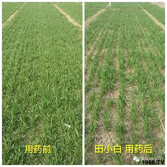 小麥雜草,節(jié)節(jié)麥泛濫成災,怎么辦?小麥除草劑怎么選