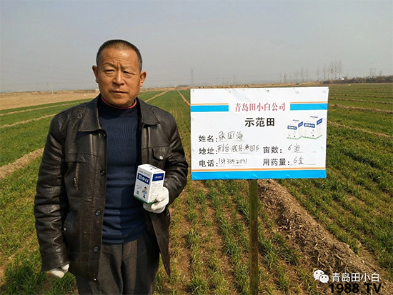 小麥雜草,節(jié)節(jié)麥泛濫成災,怎么辦?小麥除草劑怎么選
