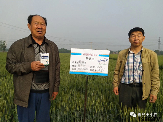 小麥雜草,節(jié)節(jié)麥泛濫成災,怎么辦?小麥除草劑怎么選