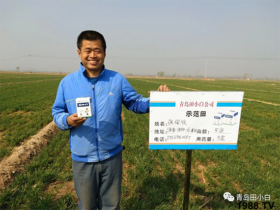 小麥雜草,節(jié)節(jié)麥泛濫成災,怎么辦?小麥除草劑怎么選