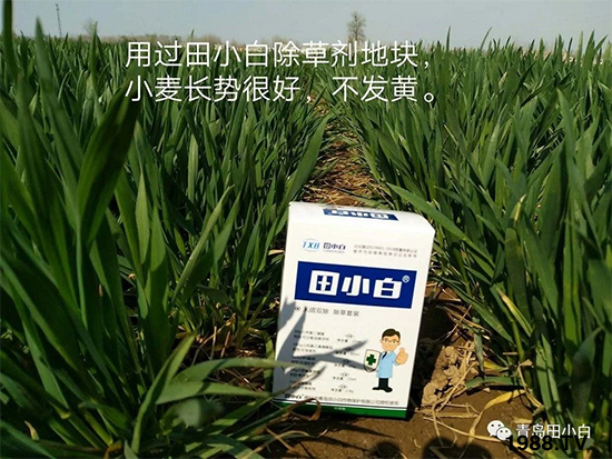 小麥雜草,節(jié)節(jié)麥泛濫成災,怎么辦?小麥除草劑怎么選