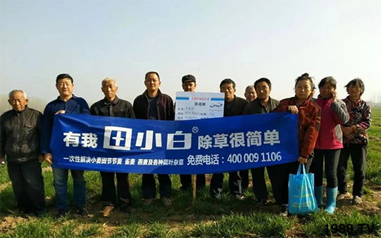 小麥雜草,節(jié)節(jié)麥泛濫成災,怎么辦?小麥除草劑怎么選