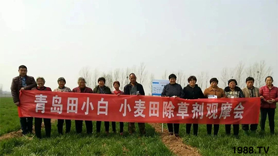 小麥雜草,節(jié)節(jié)麥泛濫成災,怎么辦?小麥除草劑怎么選