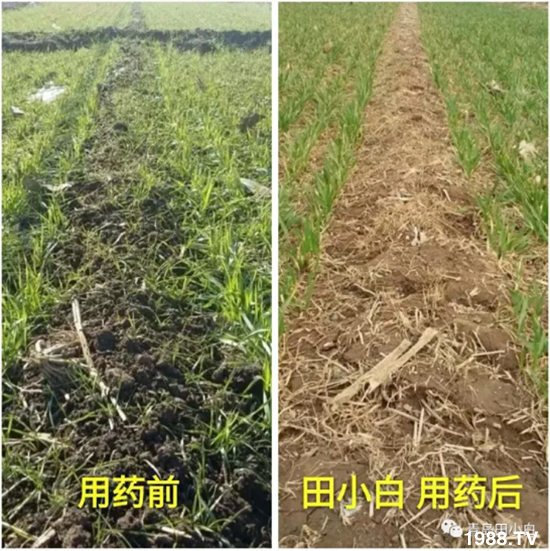 節(jié)節(jié)麥危害嚴(yán)重怎么打?用什么藥劑效果好?