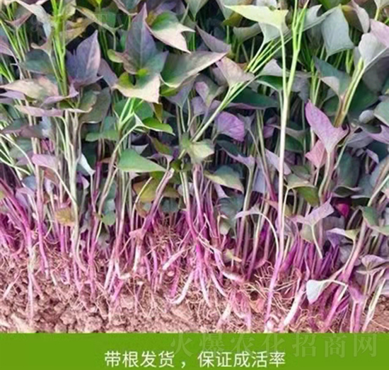 �ع������4