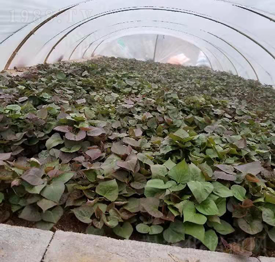 �ع������2