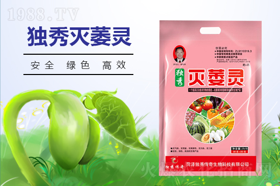 番茄發(fā)生枯萎病什么癥狀?番茄枯萎病的預防措施