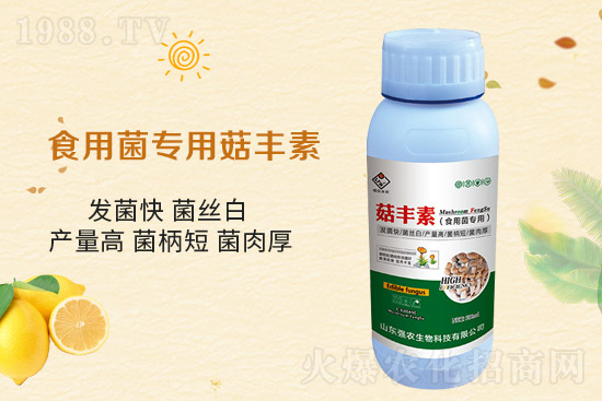 平菇栽培要點，需要注意哪些事項？